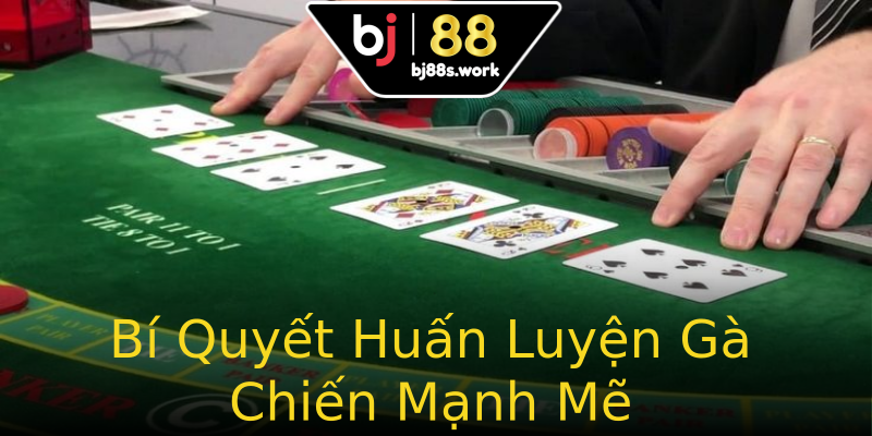 Bí Quyết Huấn Luyện Gà Chiến Mạnh Mẽ Bí Quyết Huấn Luyện Gà Chiến Mạnh Mẽ