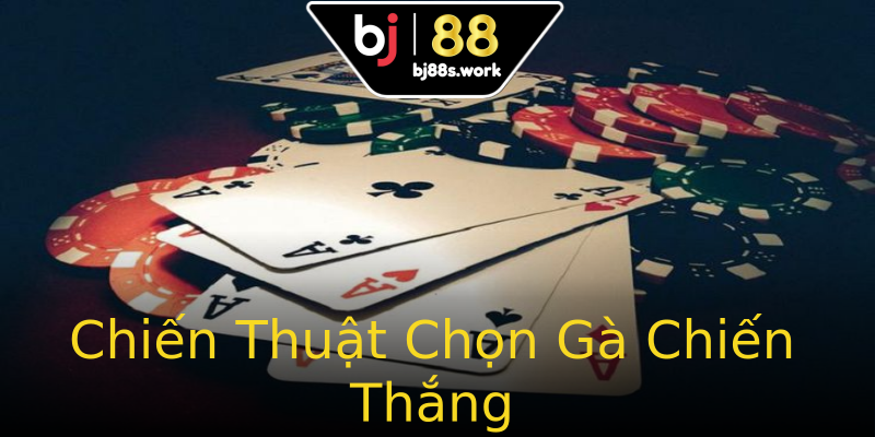 Chiến Thuật Chọn Gà Chiến Thắng Chiến Thuật Chọn Gà Chiến Thắng